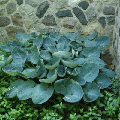 Hosta 'Big Daddy'